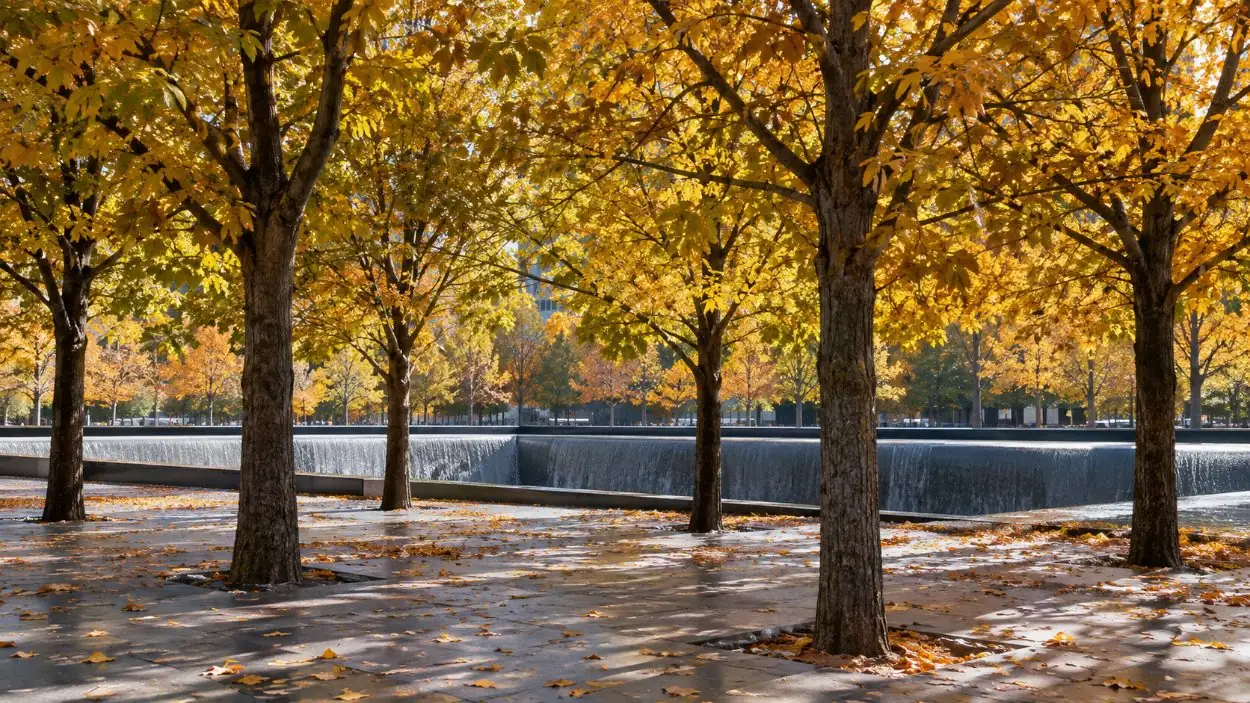 Chênes d'automne sur la place du mémorial avec la cascade du bassin en arrière-plan